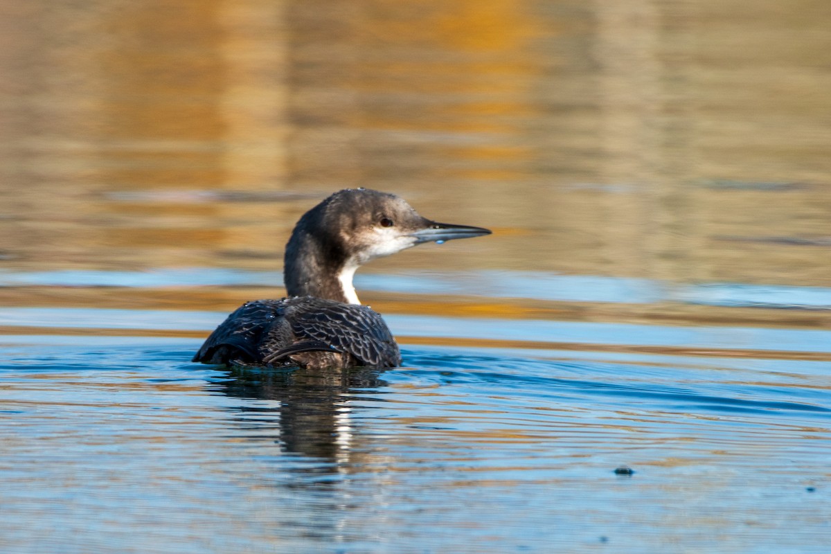 Pacific Loon - ML645003335