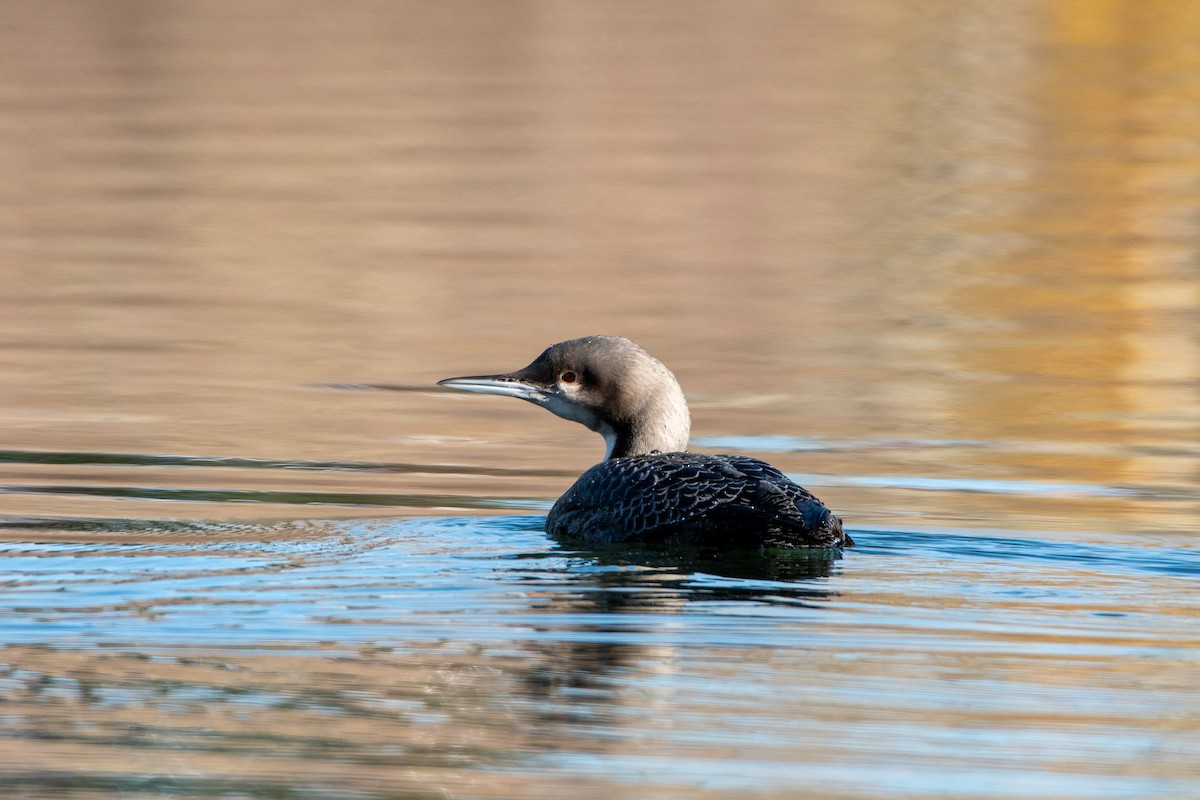 Pacific Loon - ML645003336