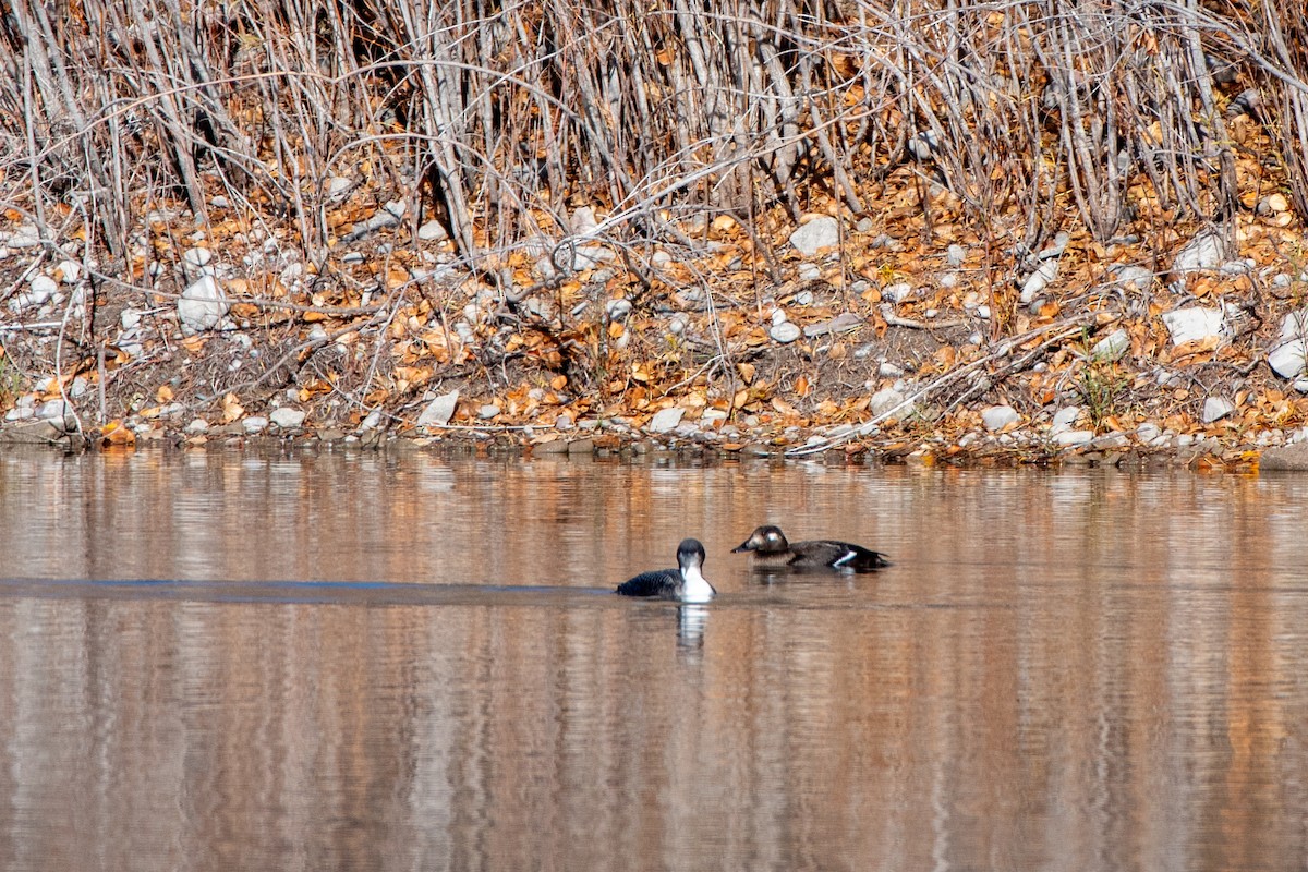 White-winged Scoter - ML645003347