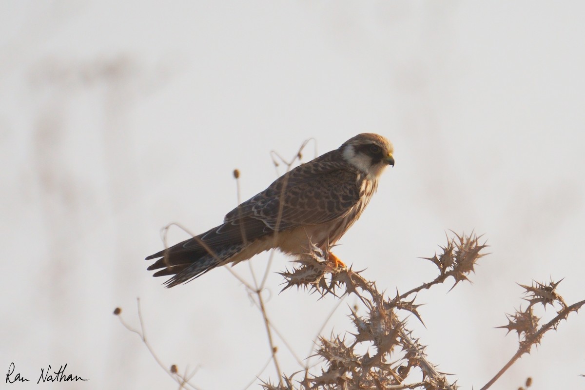 Red-footed Falcon - ML645003395