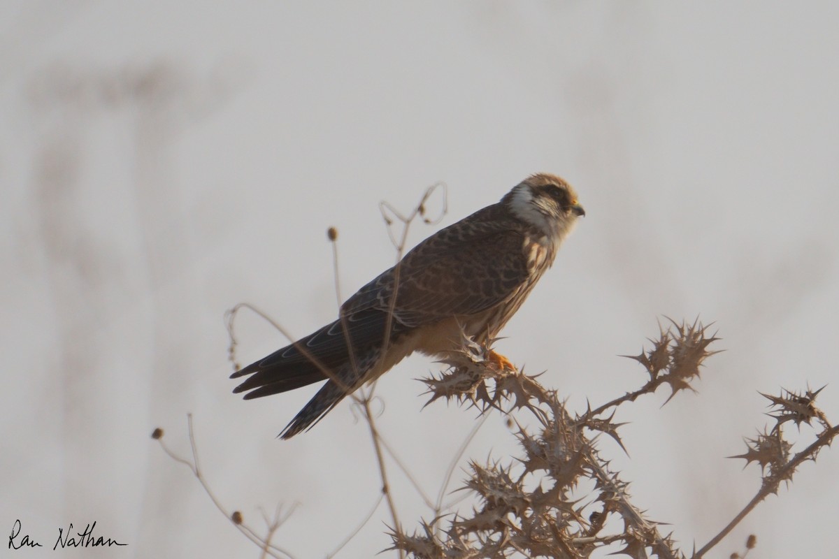 Red-footed Falcon - ML645003401