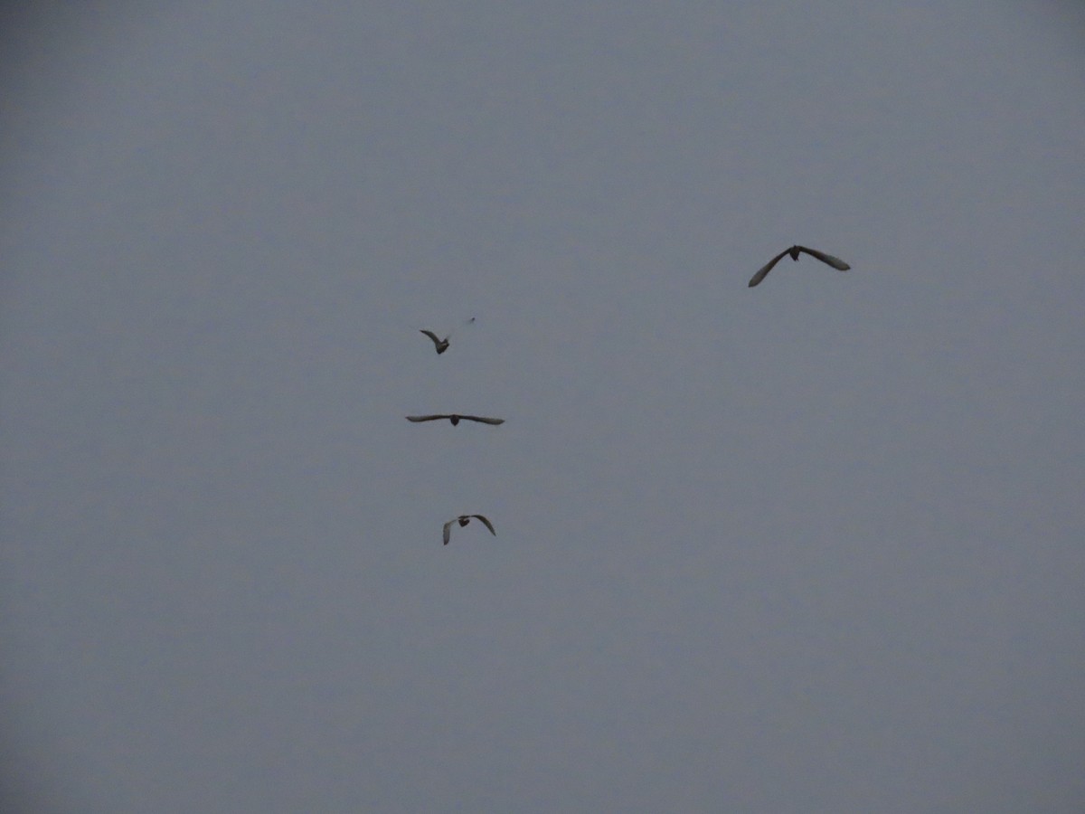 Hint Alaca Balıkçılı - ML645003409