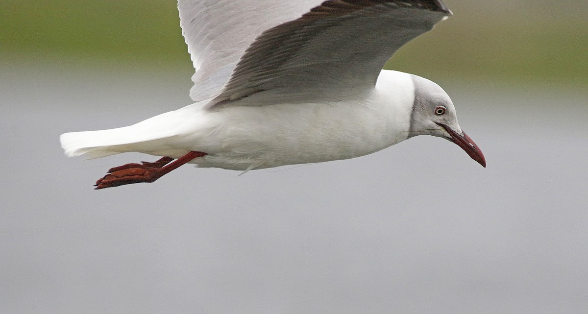 gråhodemåke - ML645003414