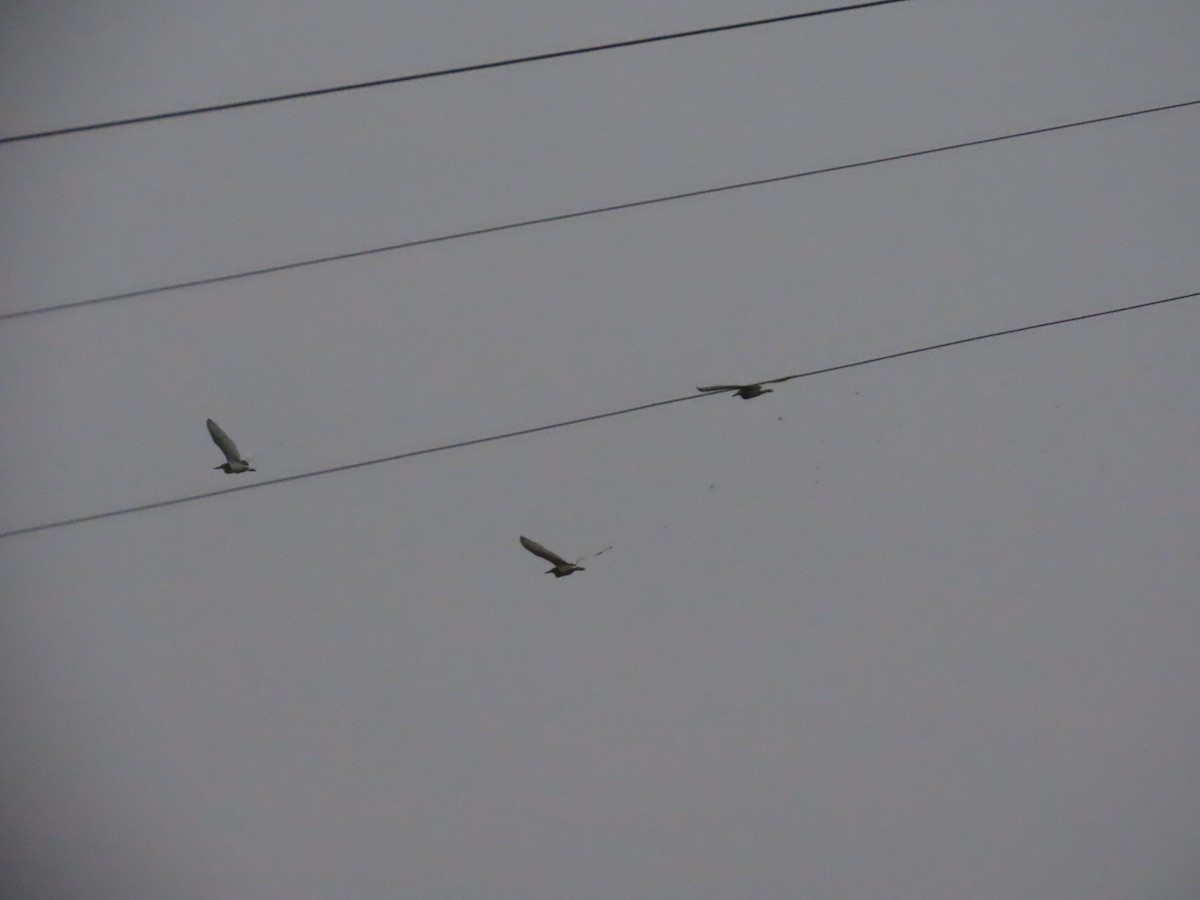 Hint Alaca Balıkçılı - ML645003416