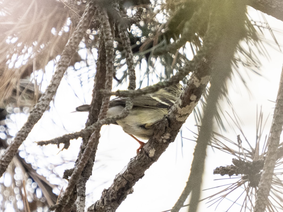 Streifenwaldsänger - ML645003449