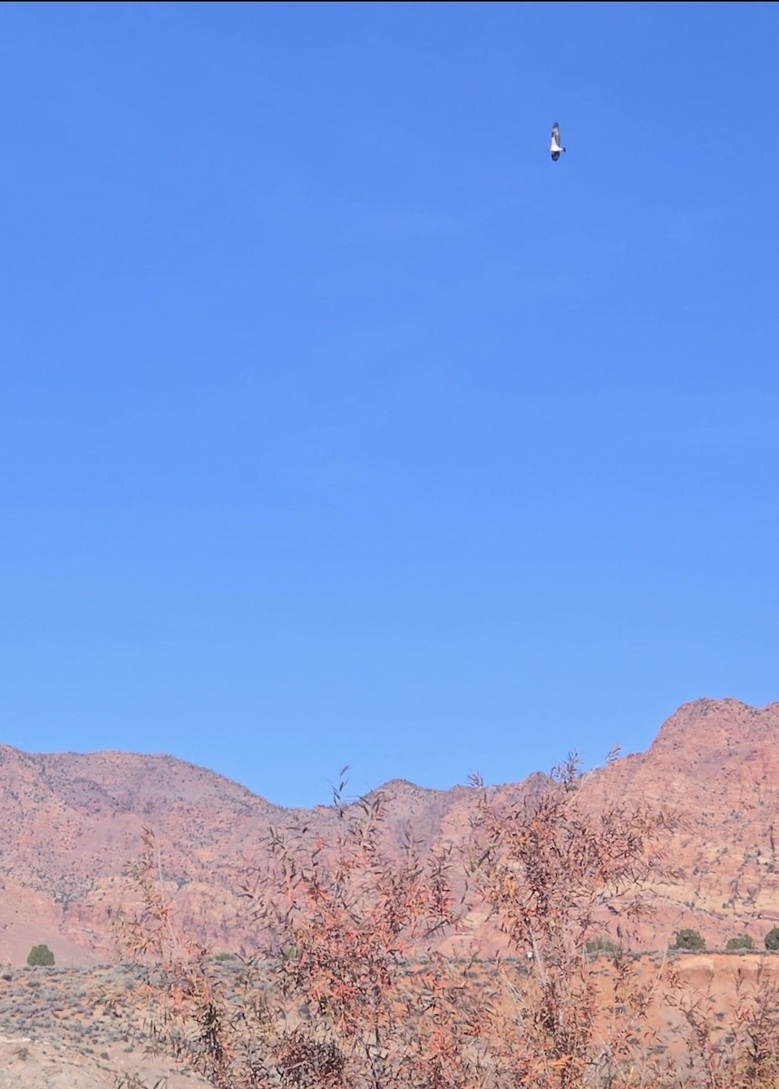 Osprey (American) - ML645003450