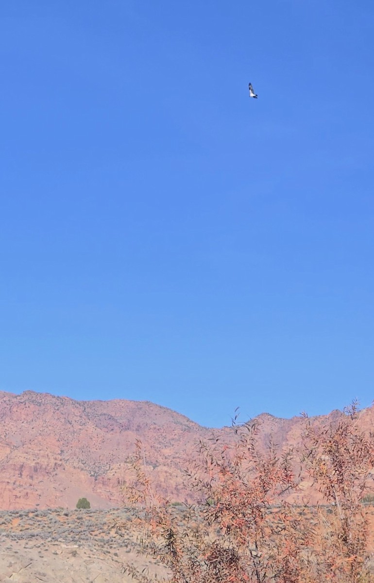 Osprey (American) - ML645003453