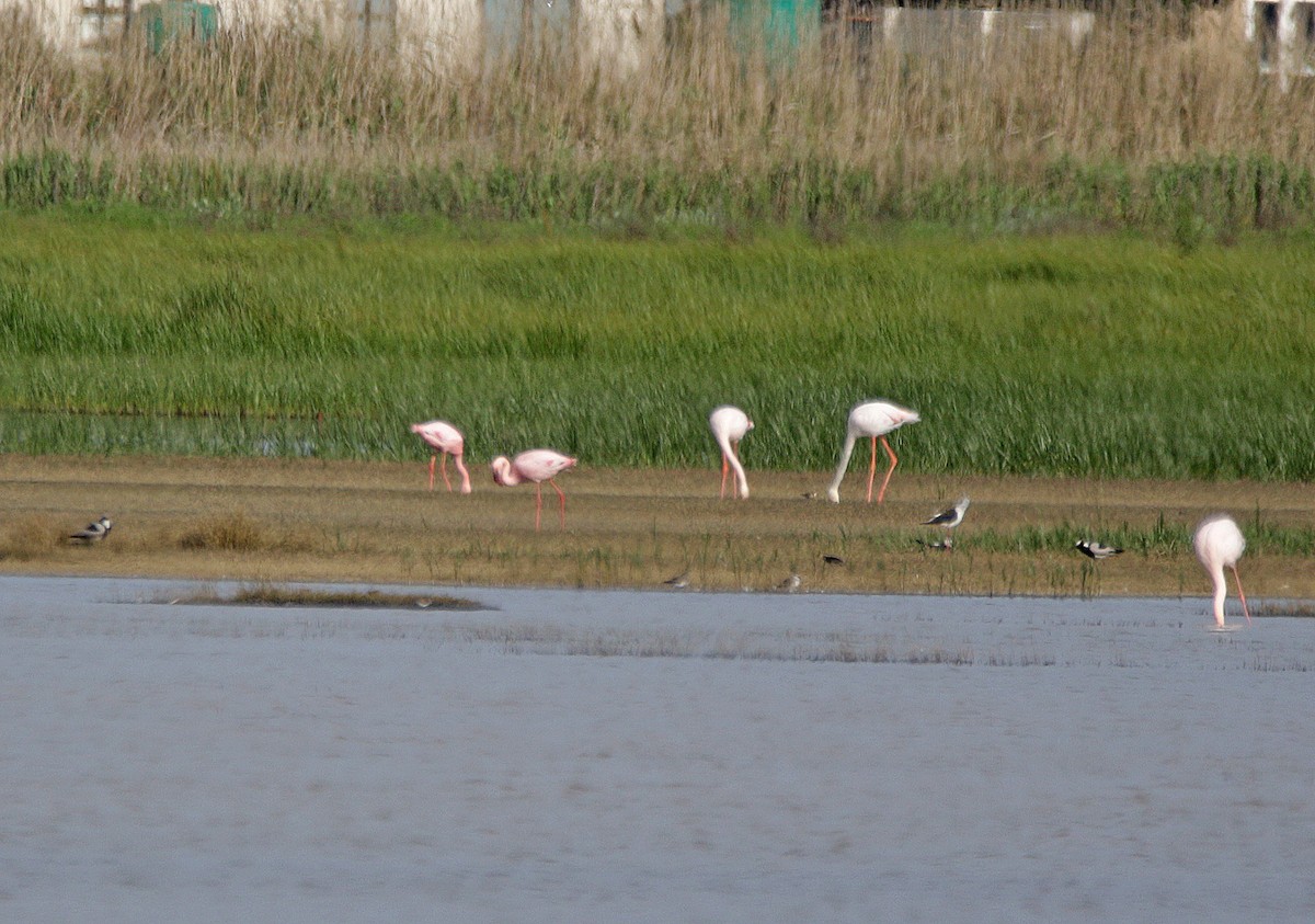 Zwergflamingo - ML645003457