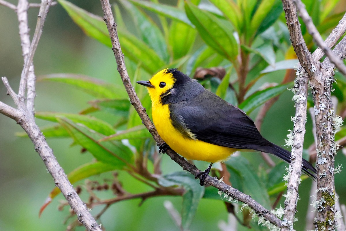 Süslü Ötleğen - ML645003465