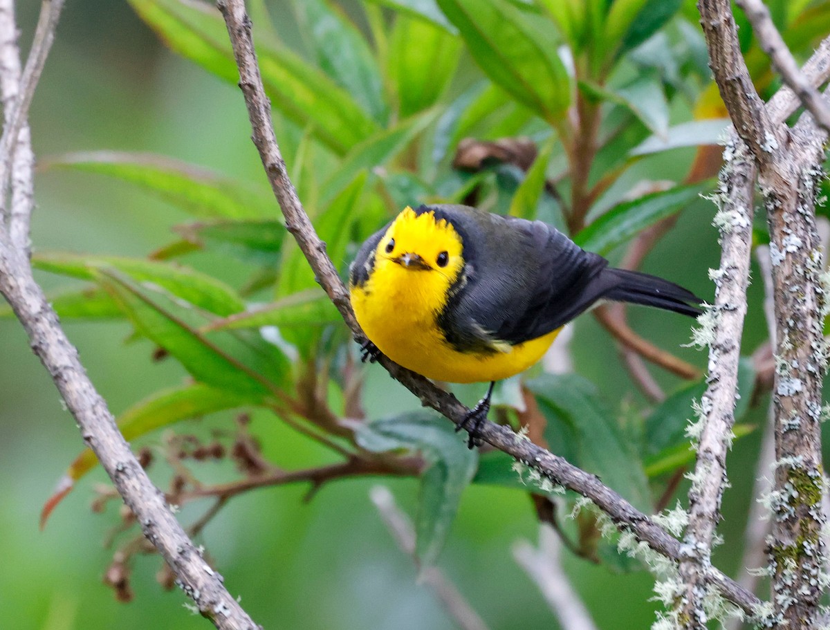 Süslü Ötleğen - ML645003467