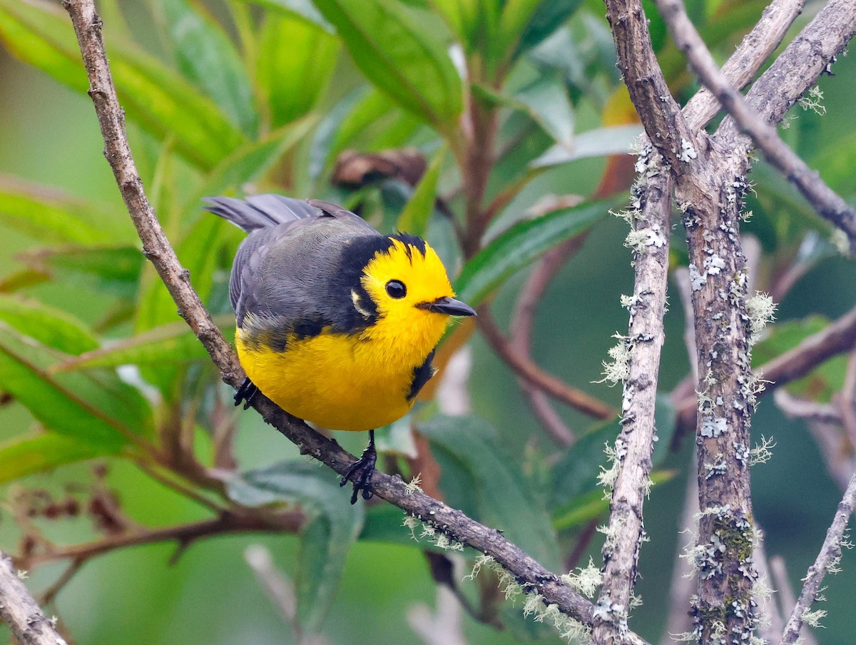 Süslü Ötleğen - ML645003469