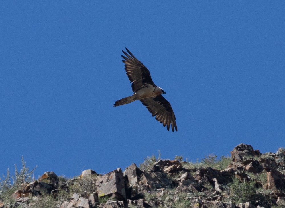 Bearded Vulture - ML645003478