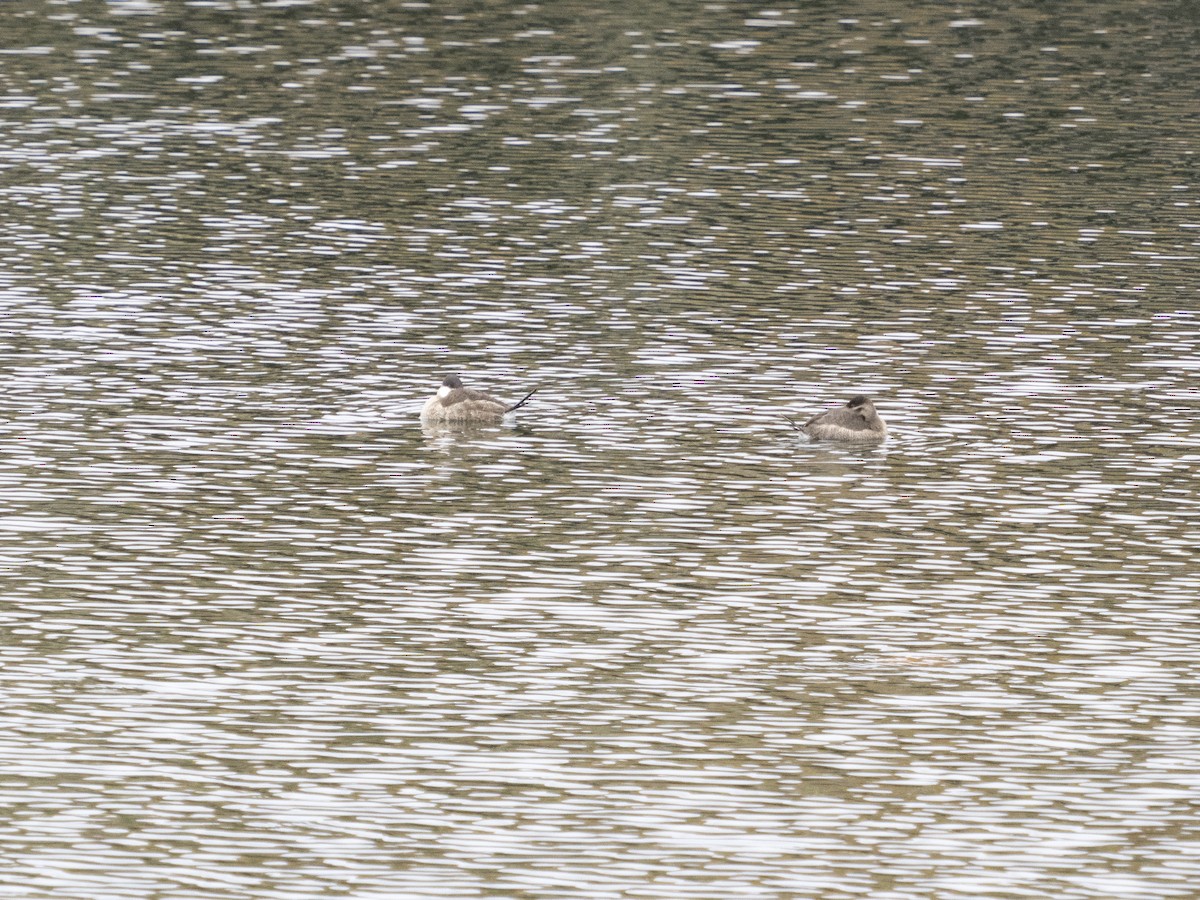 Schwarzkopf-Ruderente - ML645003518