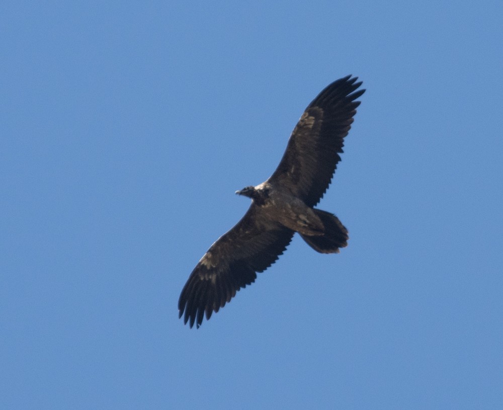 Bearded Vulture - ML645003519