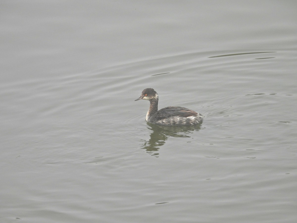 potápka černokrká - ML645003530