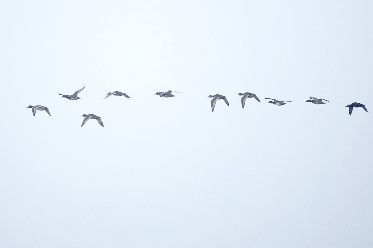 Redhead - ML645003532