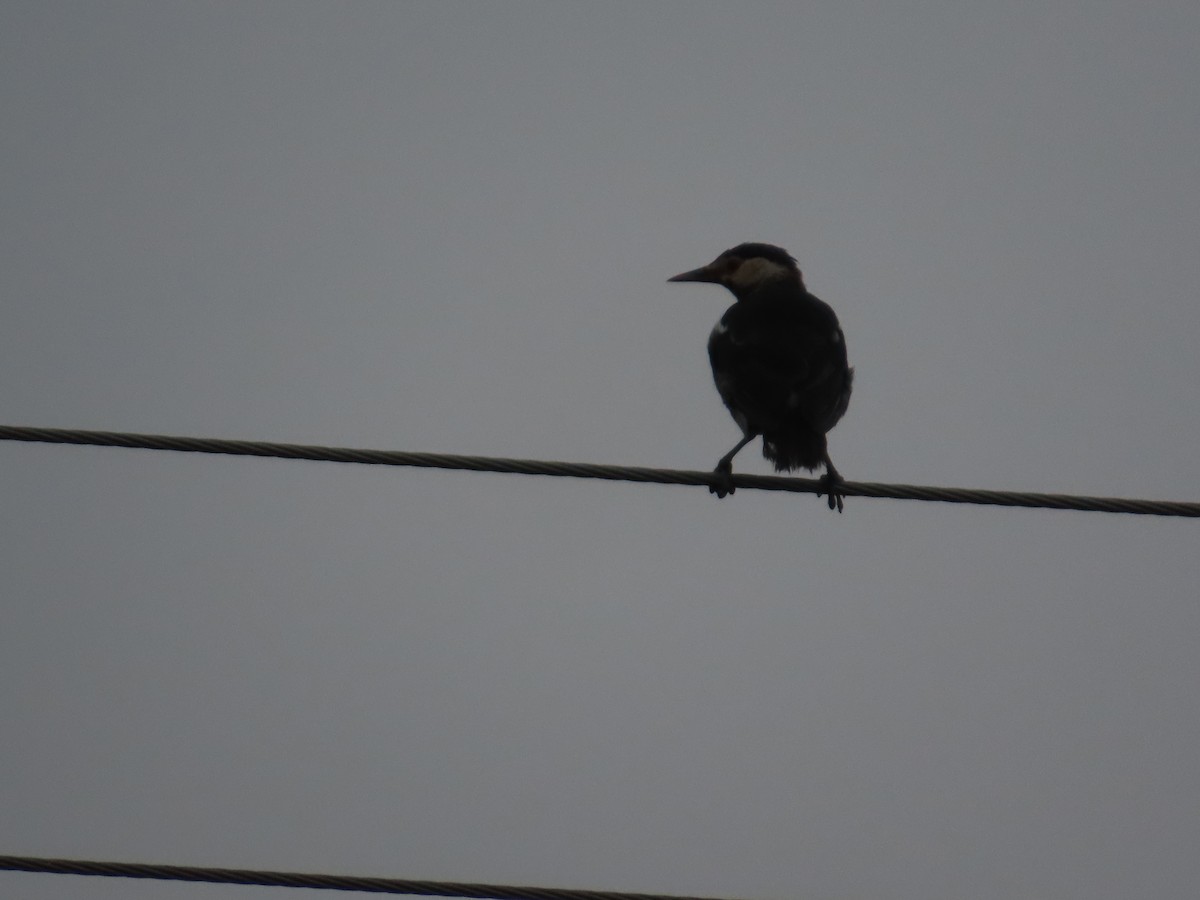 印度鵲椋鳥 - ML645003553