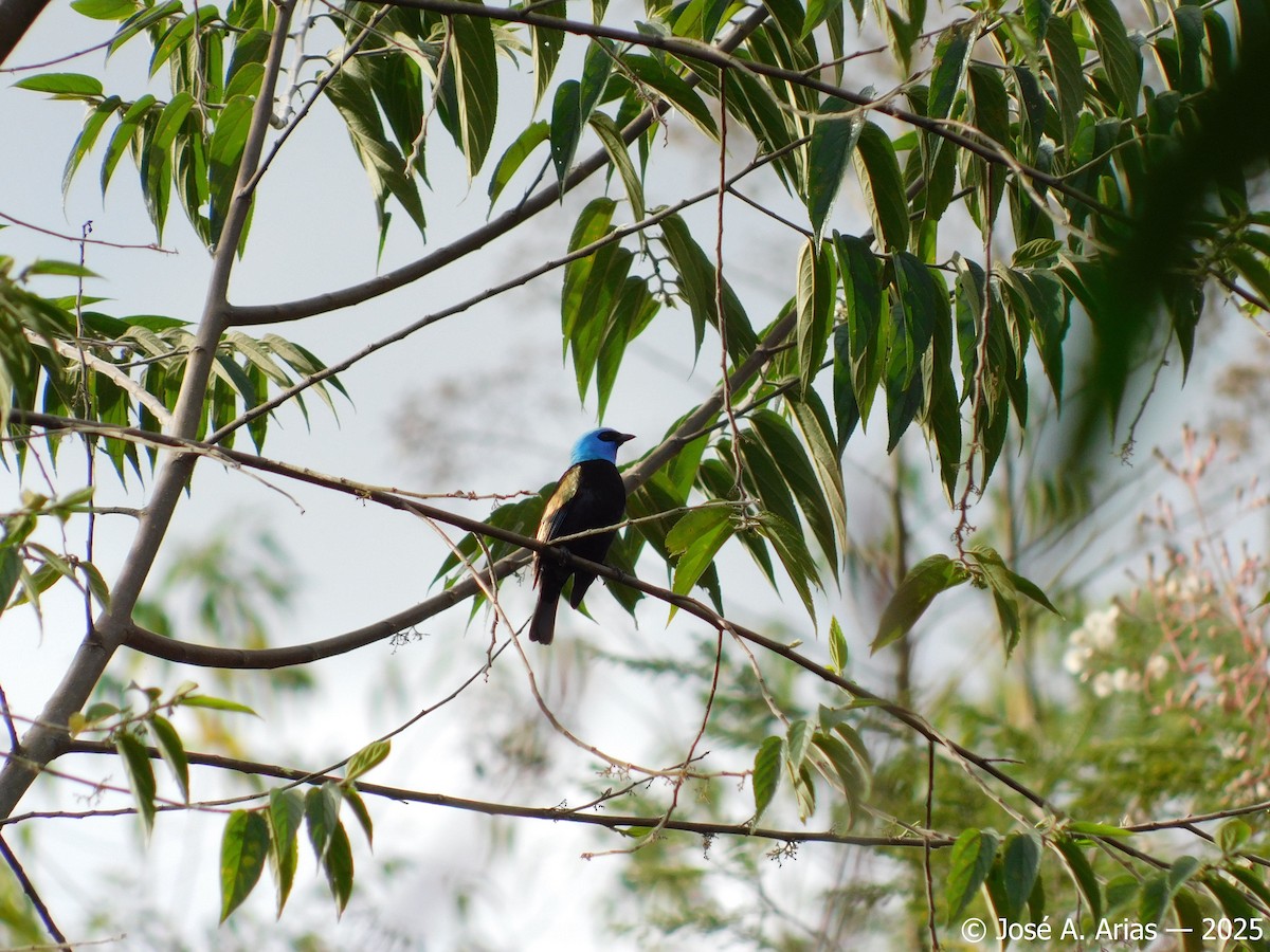 Blue-necked Tanager - ML645003572