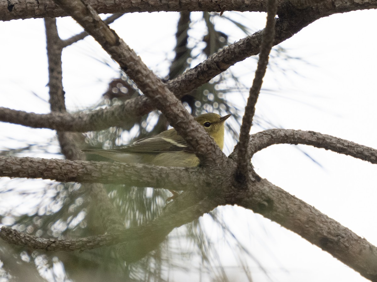 Streifenwaldsänger - ML645003587