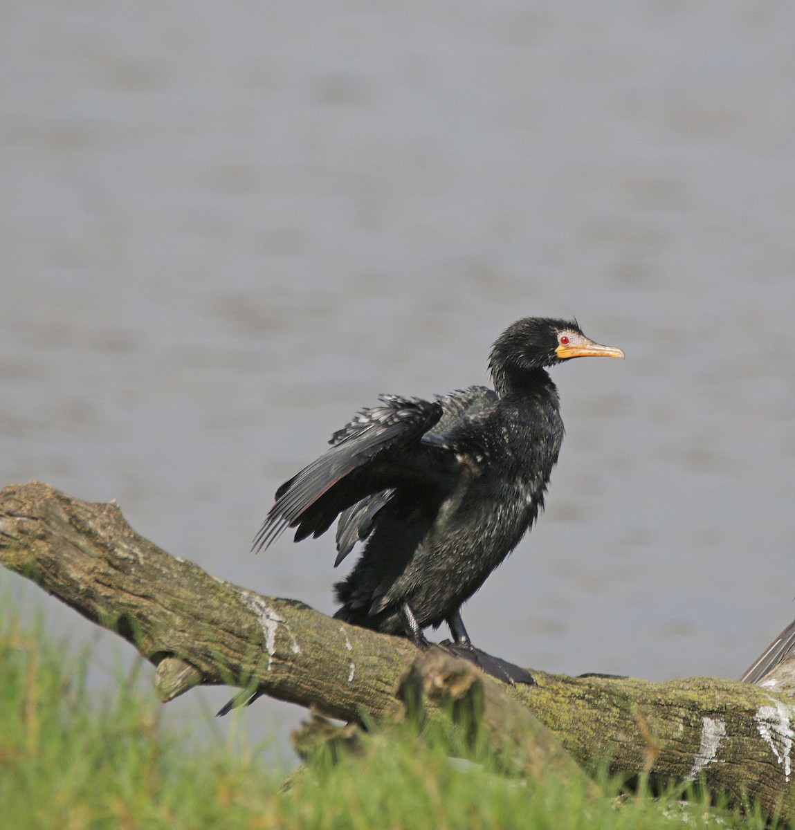 kormorán dlouhoocasý - ML645003596