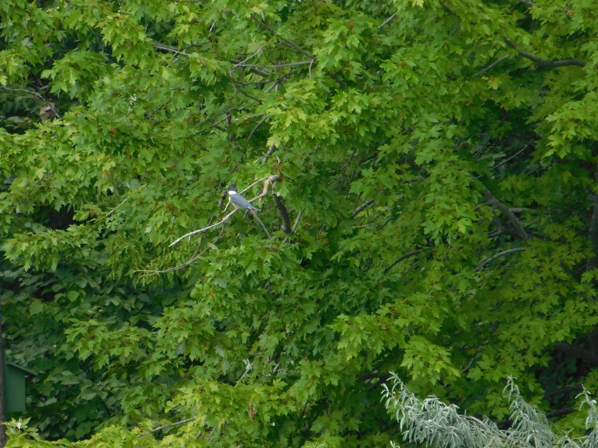 Martin handi iparramerikarra - ML645003598