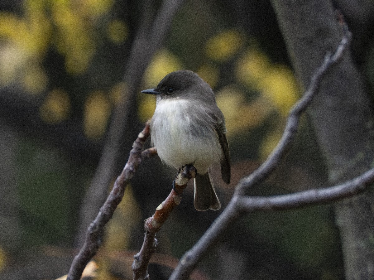 Weißbauch-Phoebetyrann - ML645003630