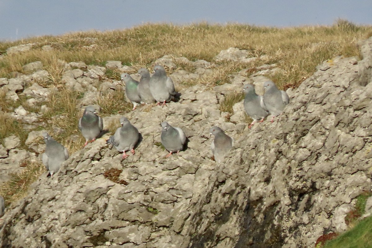 klippedue - ML645003657