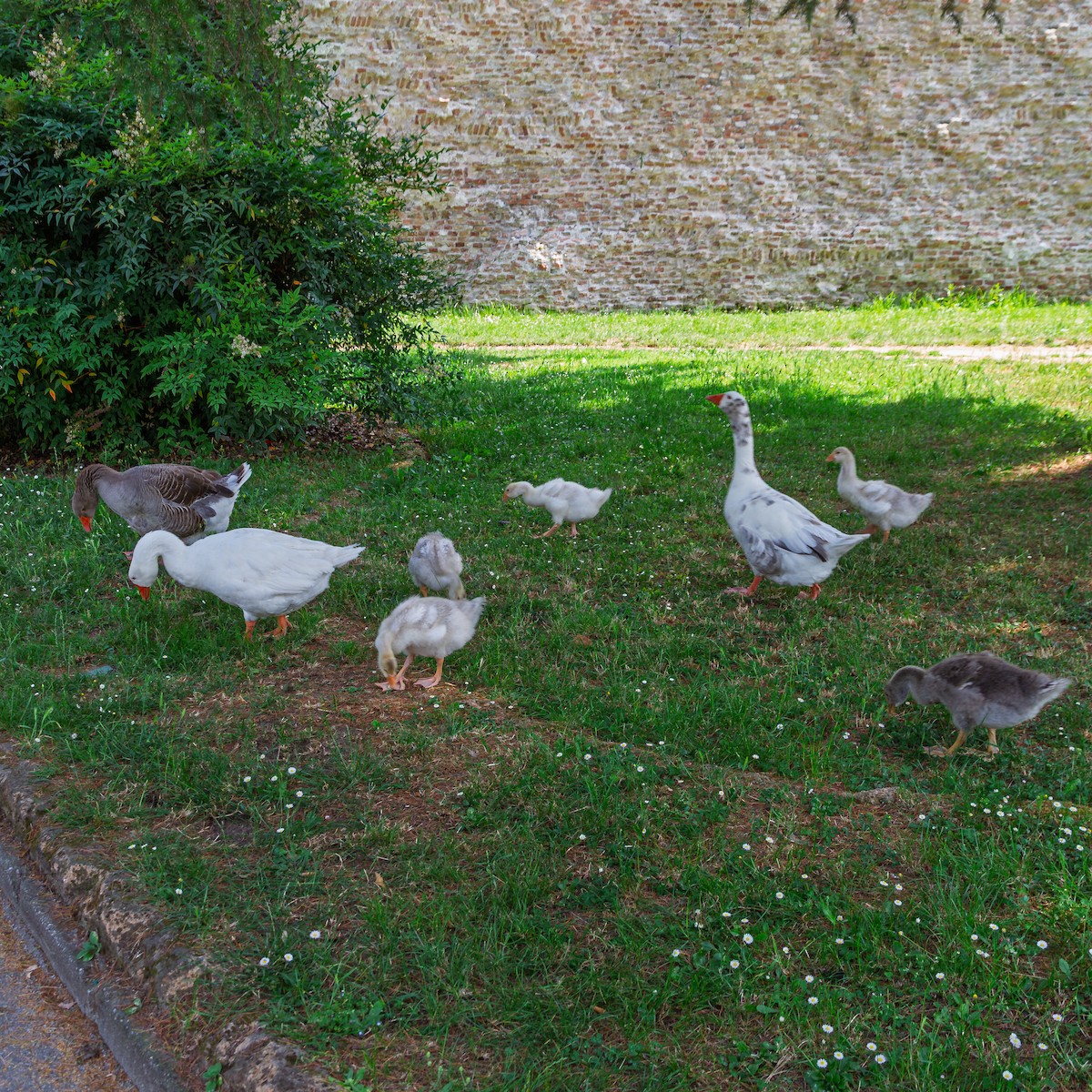 Oca selvatica - ML645003659