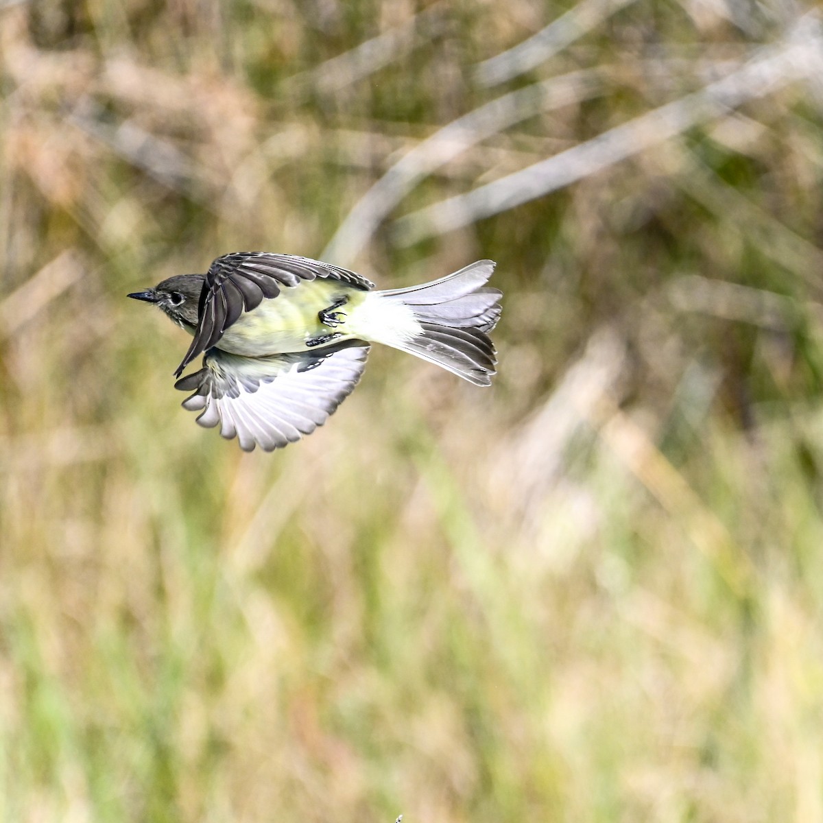 Eastern Phoebe - ML645003664