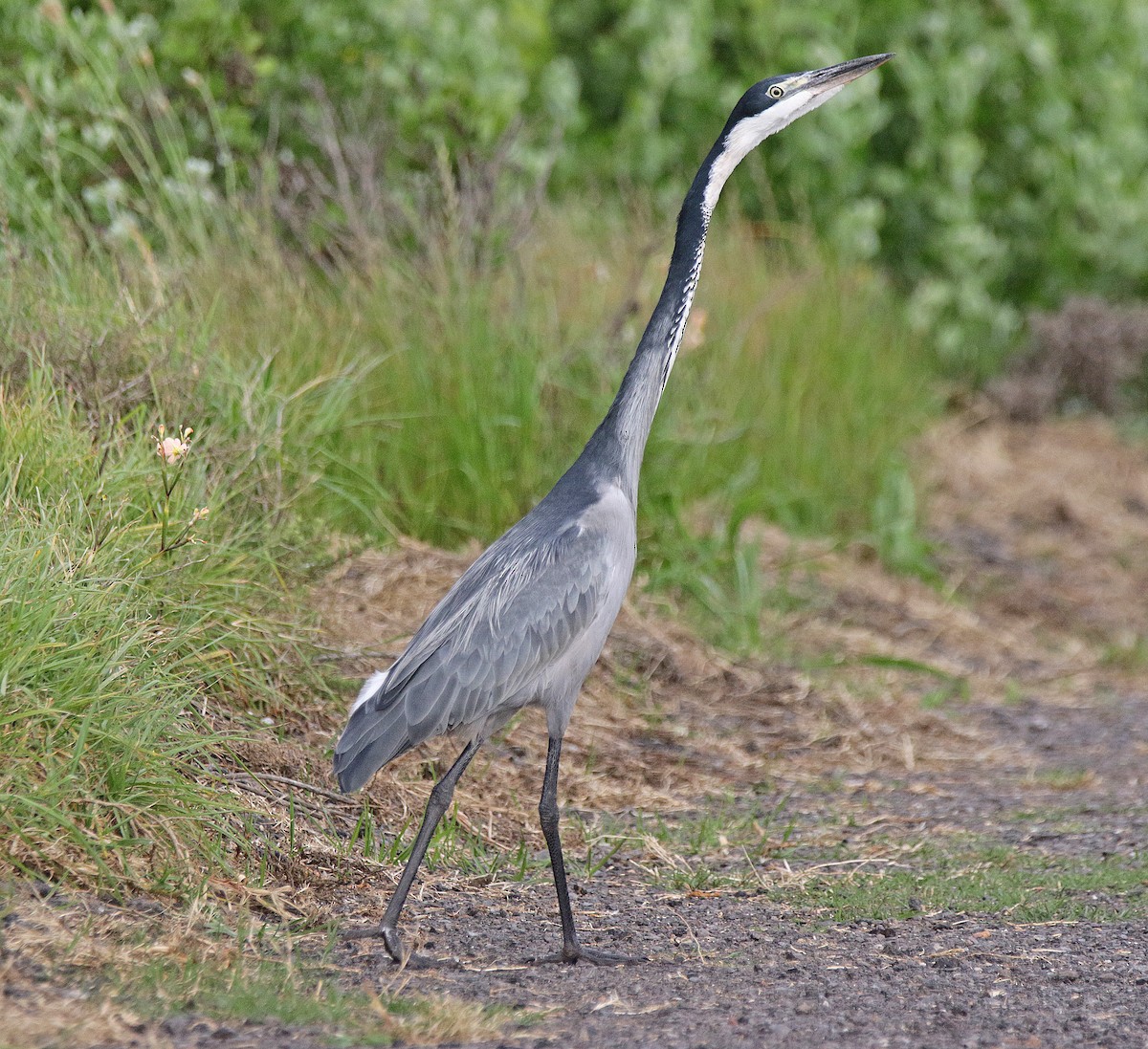 Héron mélanocéphale - ML645003665