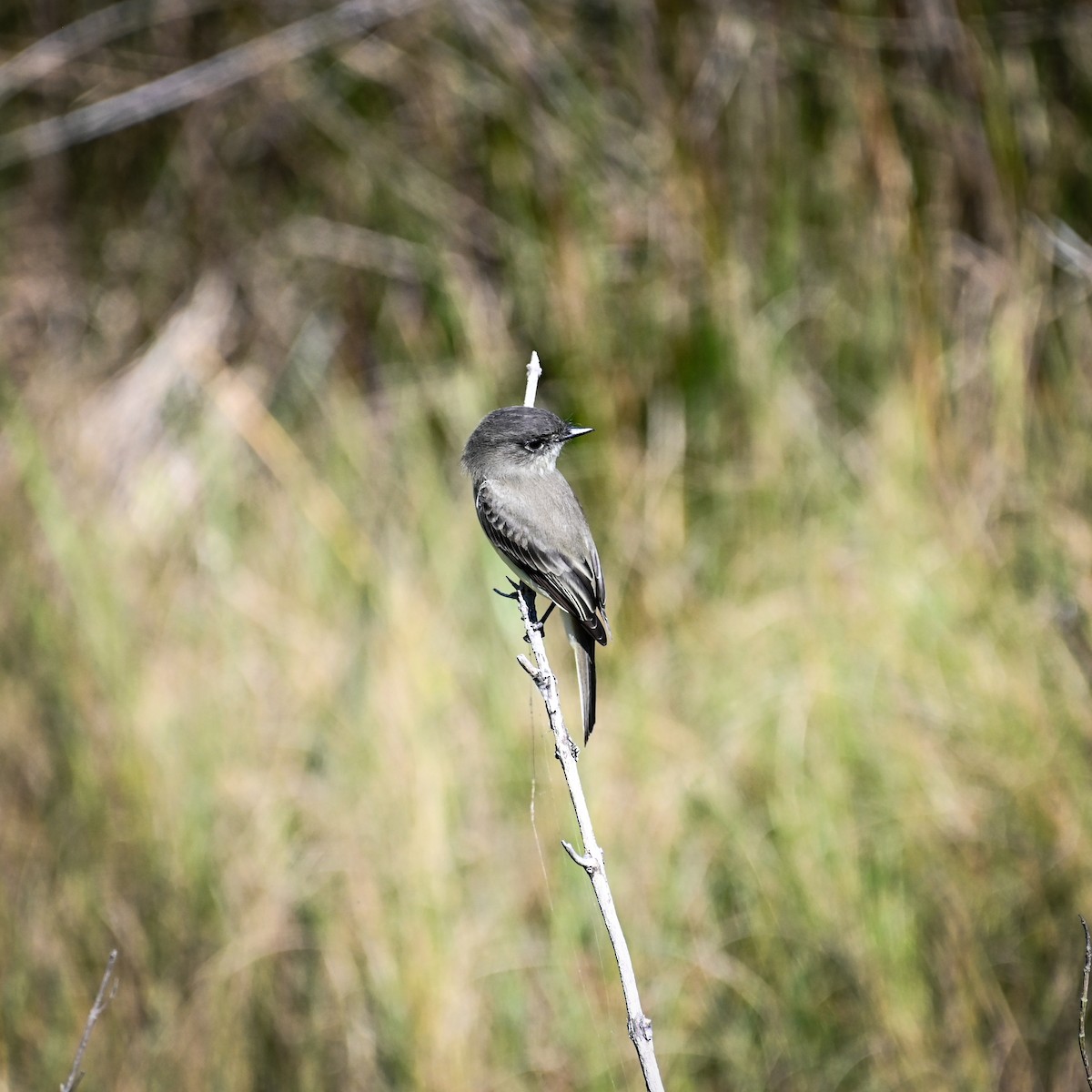 Eastern Phoebe - ML645003667