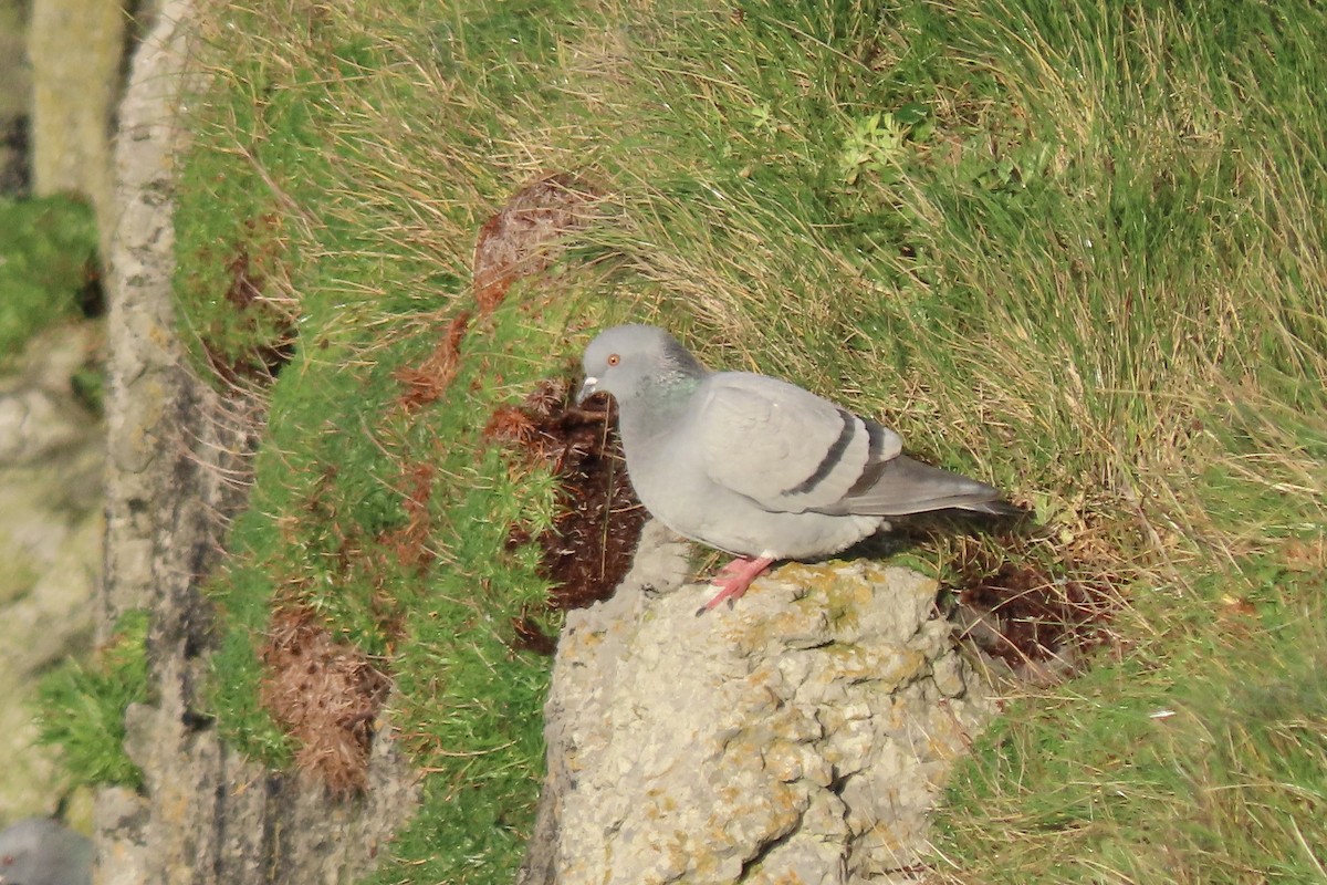 klippedue - ML645003668