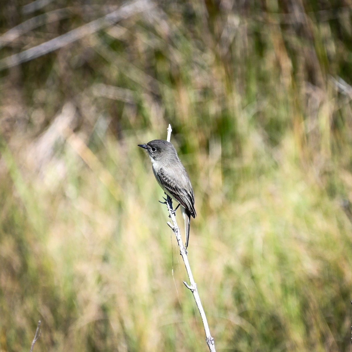Eastern Phoebe - ML645003669