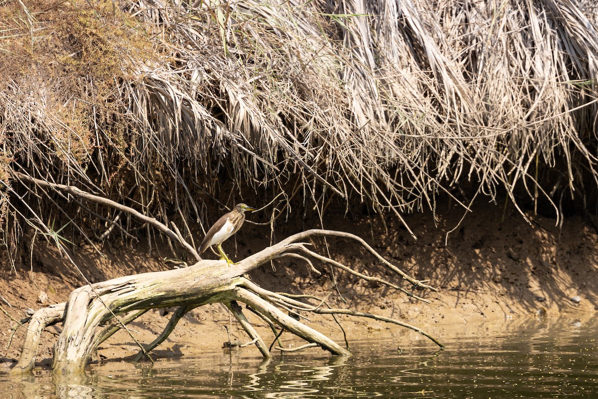 Hint Alaca Balıkçılı - ML645003672