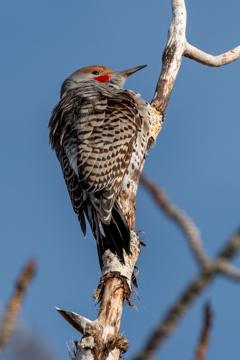 Northern Flicker - ML645003681