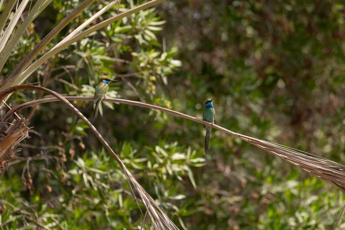 שרקרק גמדי - ML645003695