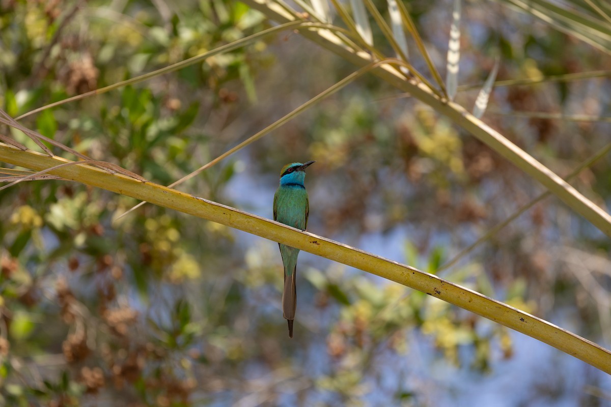 שרקרק גמדי - ML645003696