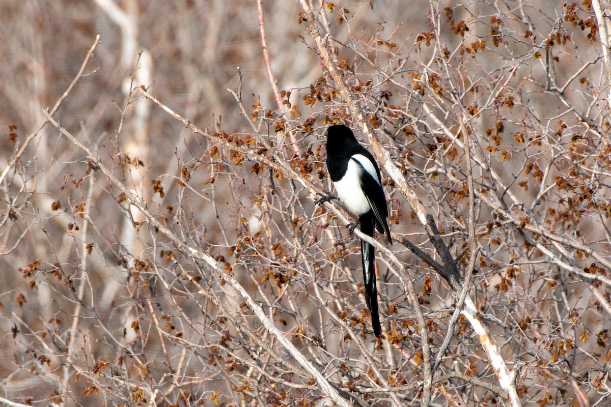 Black-billed Magpie - ML645003697