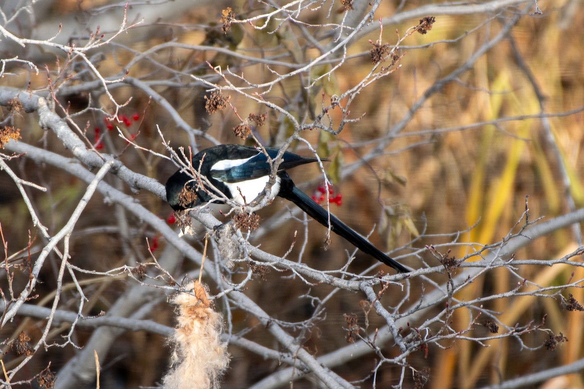 Black-billed Magpie - ML645003698