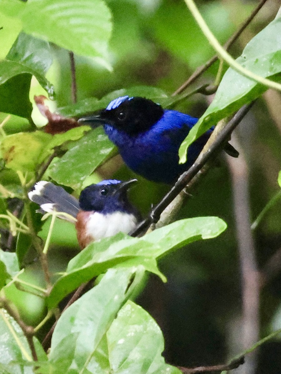 Emperor Fairywren - ML645003703