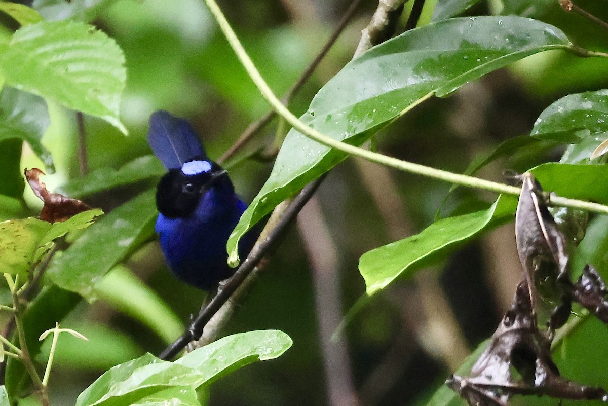 Emperor Fairywren - ML645003704