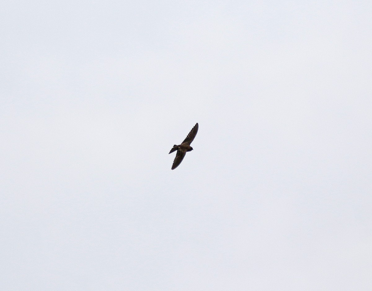 brunsandsvale - ML645003705