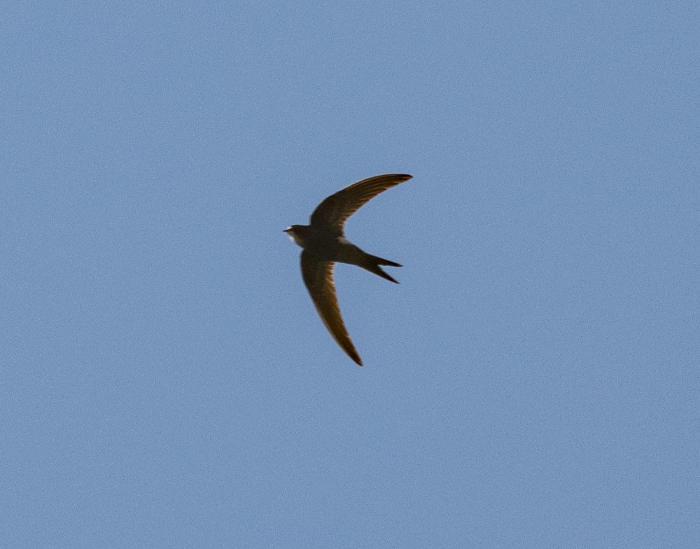 Common Swift - ML645003710