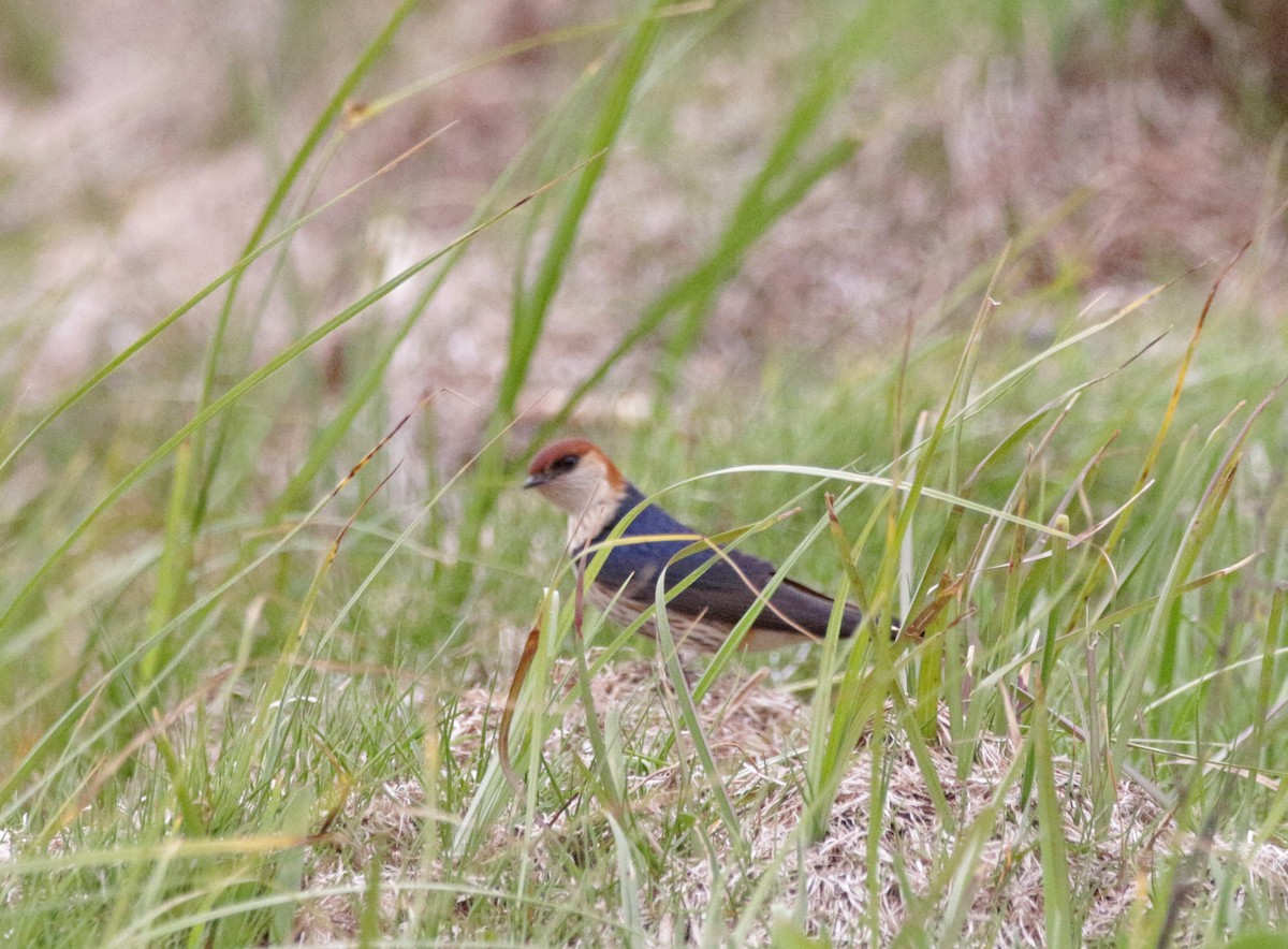 Greater Striped Swallow - ML645003715
