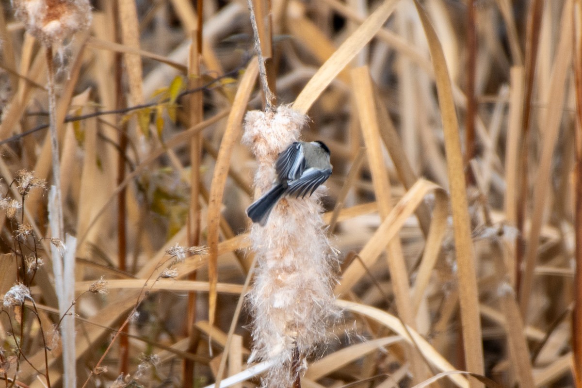 Black-capped Chickadee - ML645003732