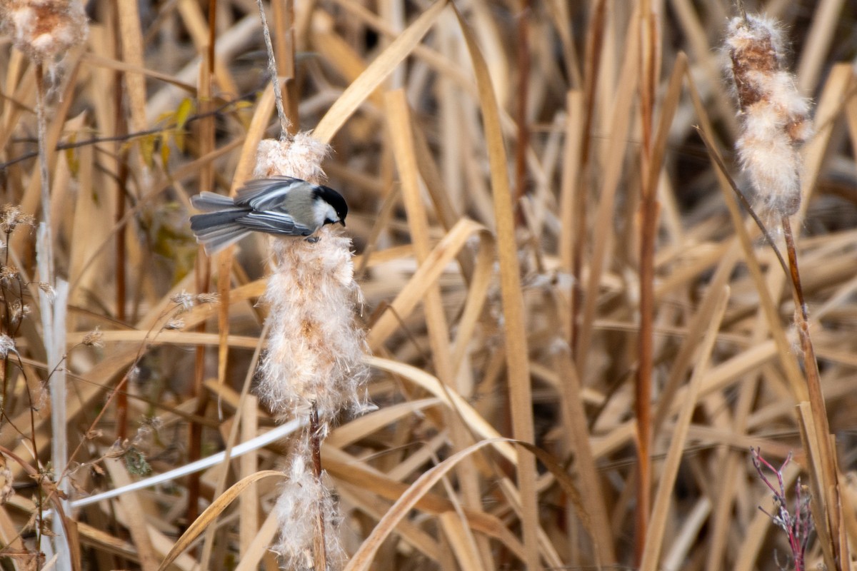 Black-capped Chickadee - ML645003733