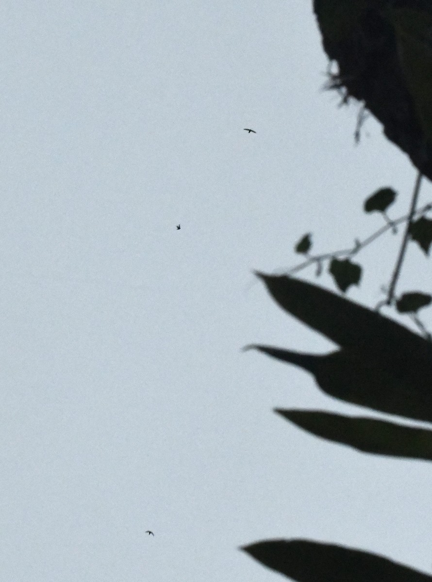 Vencejo Acollarado - ML645003750