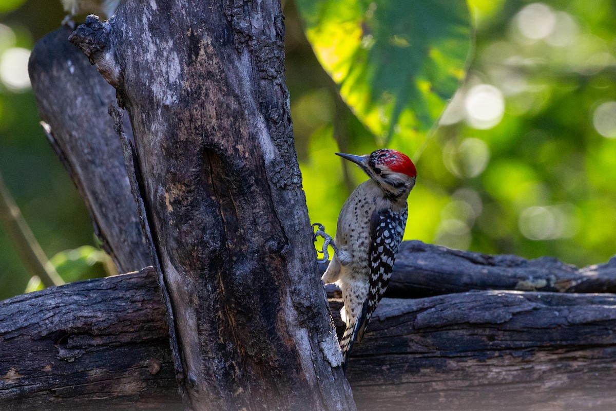 Ladder-backed Woodpecker - ML645003785