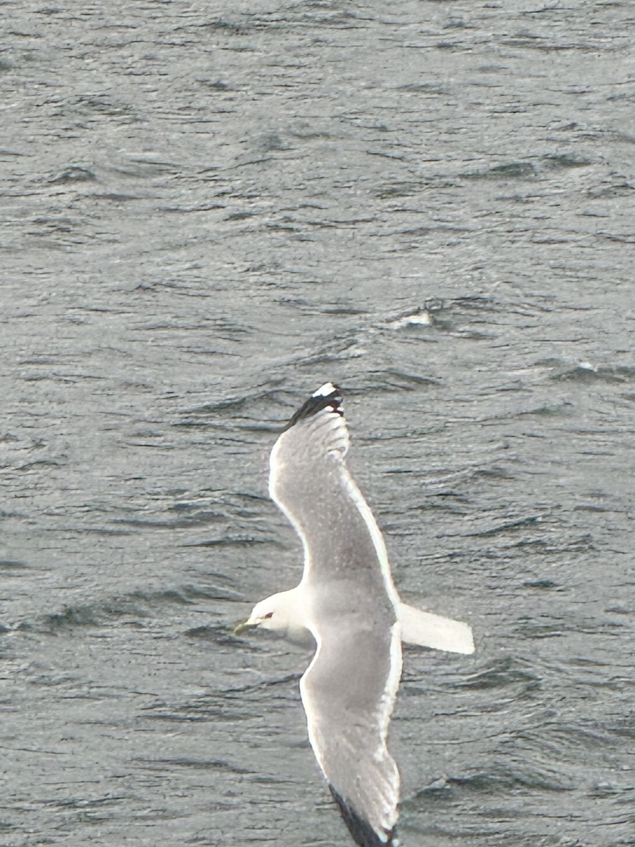 Common Gull - ML645003812