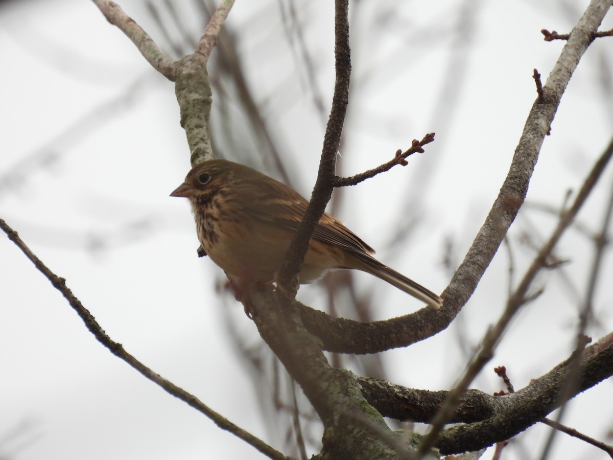 Vesper Sparrow - ML645003813